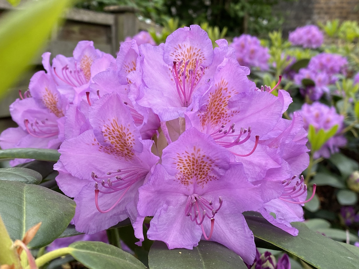 Purpureum Elegans